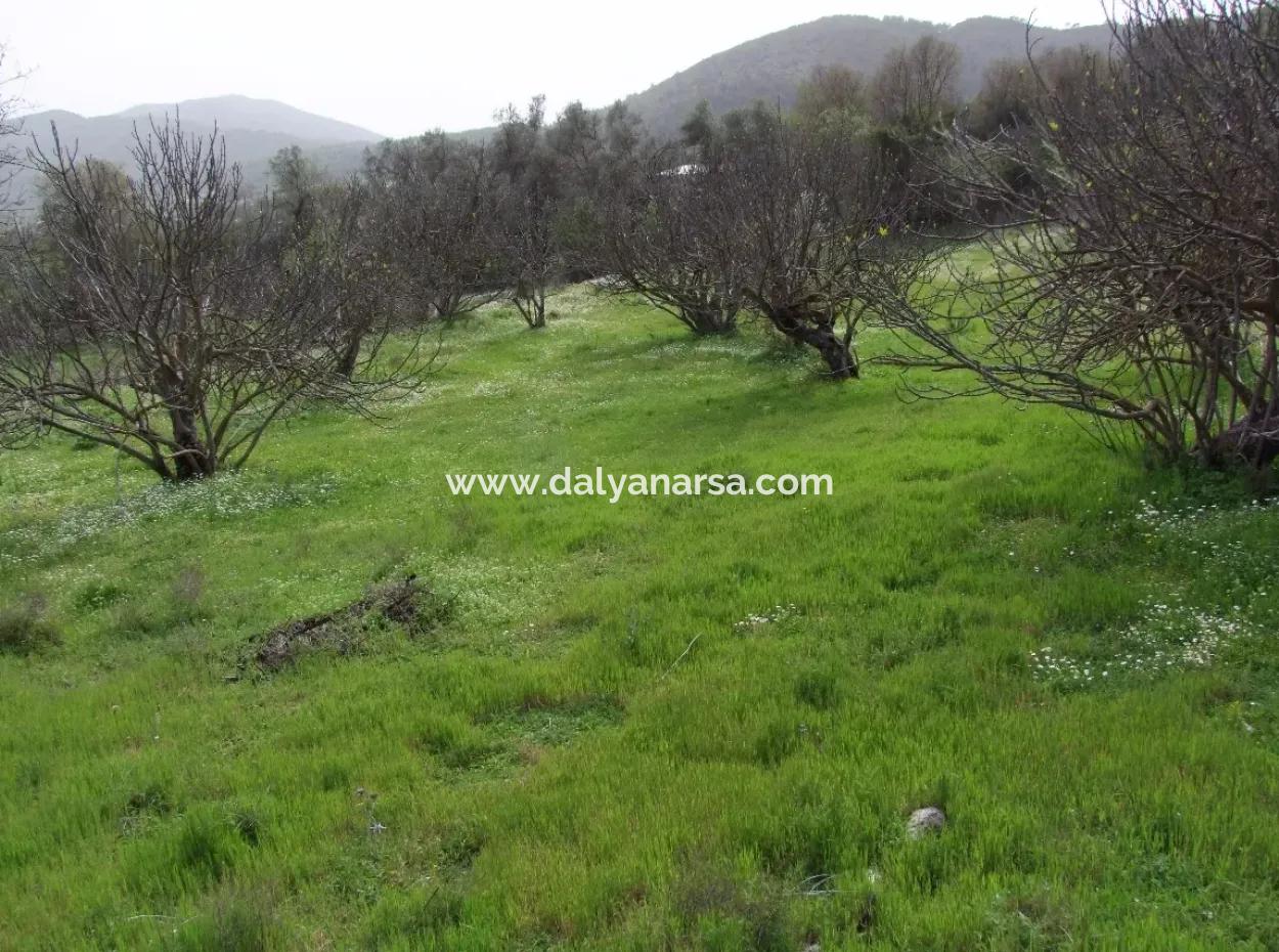 In Incirkoy Uzumlu Fethiye Grundstück Für Verkauf Bauernhof Zum Verkauf In Incirkoy