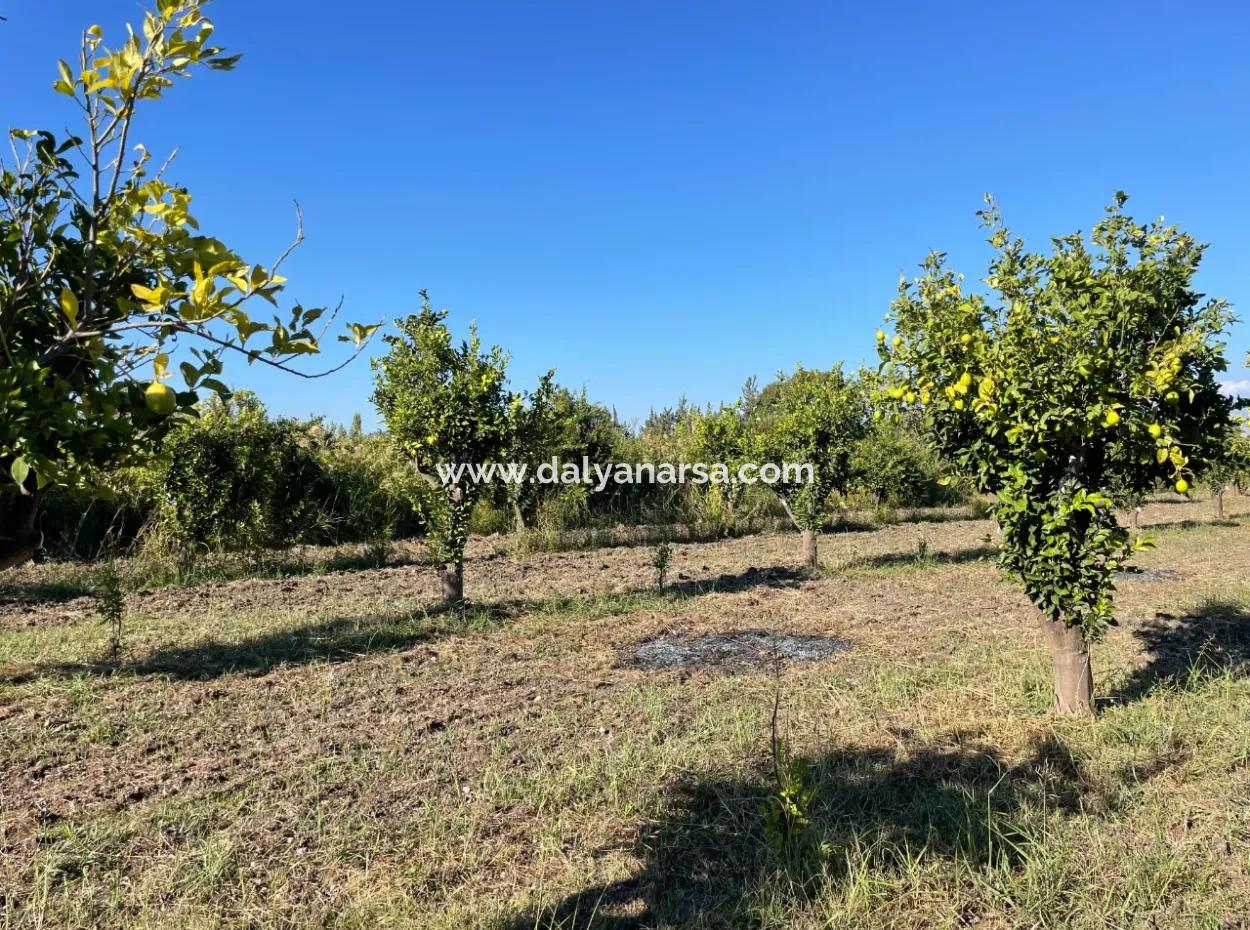 Grundstück Zum Verkauf In Dalyan In Der Nähe Des Zentrums Von 6600M2