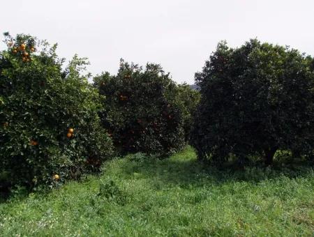 Bad Für Verkauf In Orange Grove 24,000M2 Zum Verkauf In Der Nähe Von Dem Meer Garten Zum Verkauf Schnäppchen