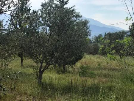 Ackerland Zum Verkauf In Seydikemer Korubuku 76000M2