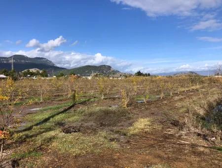 Grundstück Zu Verkaufen In Dalyan Istuzu Yollu Auf 24.000M2 Granatapfelgarten Zu Verkaufen