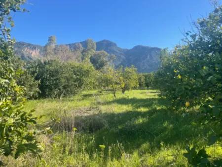 Dalyan Grundstück Zum Verkauf 5227M2 Grundstück Zum Verkauf