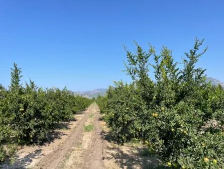 10.000 M2 Granatapfelgarten Zum Verkauf In Dalyan Arıkbaşı Und Gerendüzün