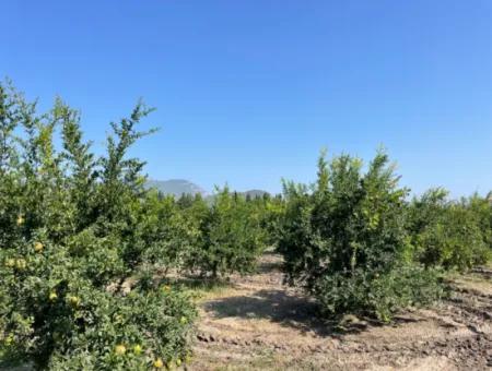 10.000 M2 Granatapfelgarten Zum Verkauf In Dalyan Arıkbaşı Und Gerendüzün