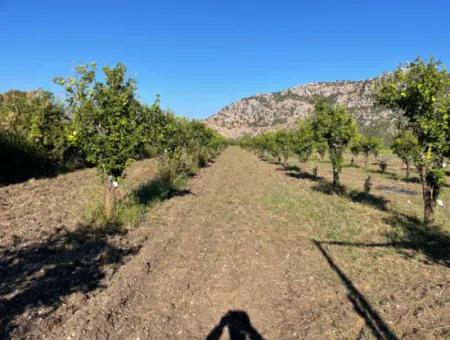 Grundstück Zum Verkauf In Dalyan In Der Nähe Des Zentrums Von 6600M2