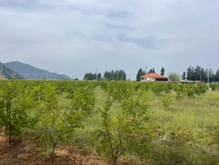 Feld Zu Verkaufen 6500M2 In Dalyan