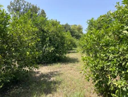 10.000M2 Grundstück Zum Verkauf Im Bebauten Gebiet Des Dorfes In Okçular