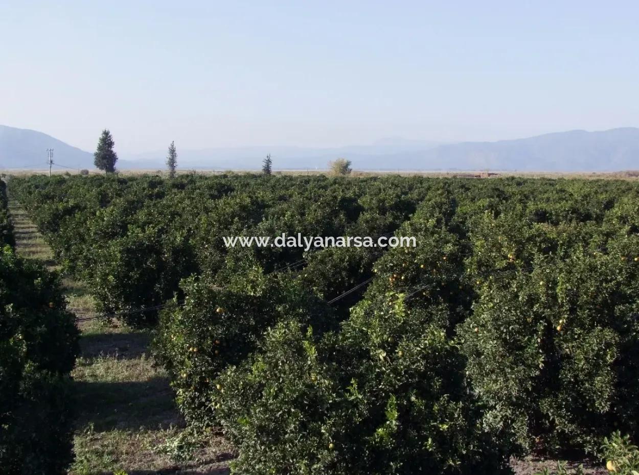 Garden For Sale In Oriya Tepearasi Between The Peak 65,000M2 Orange Garden For Sale