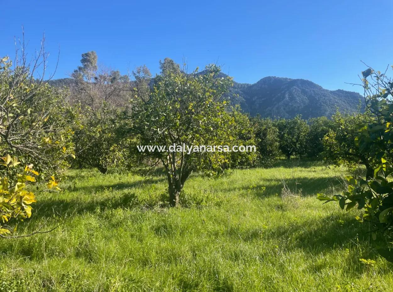 Dalyan Land For Sale 5227M2 Land For Sale