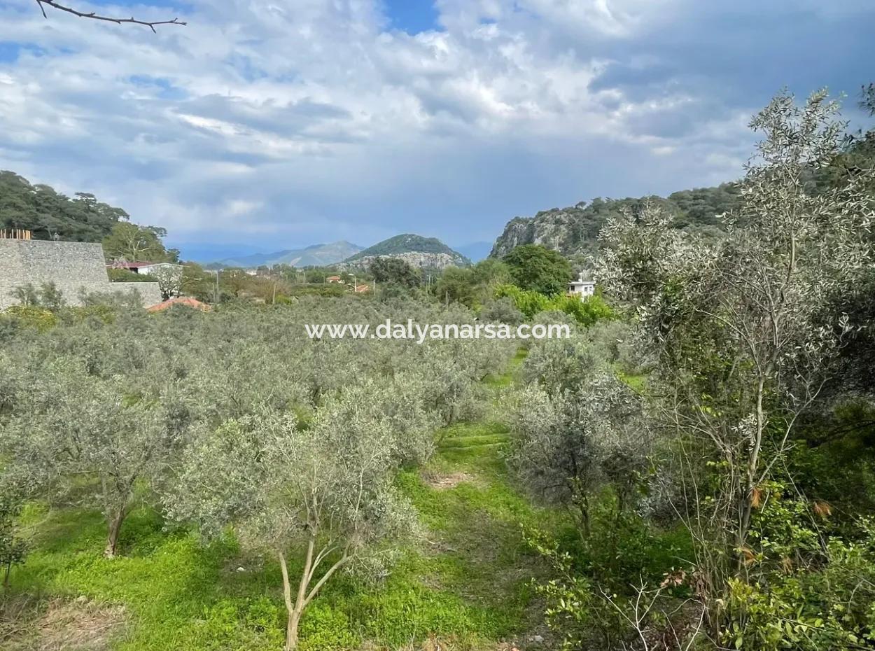 5000M2 Field For Sale At The Beginning Of The Road In Çandır