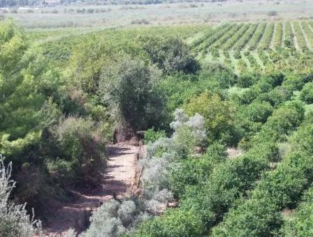 For Sale Farm For Sale In Dalyan 73410M2