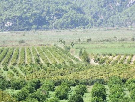 For Sale Farm For Sale In Dalyan 73410M2