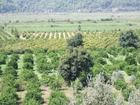 For Sale Farm For Sale In Dalyan 73410M2