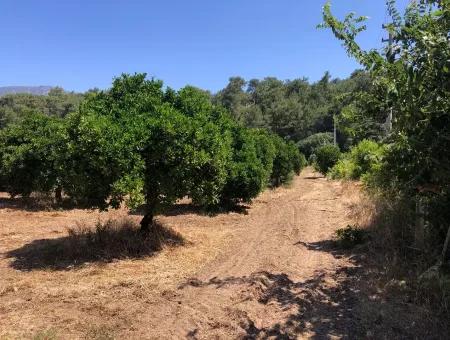 Garden For Sale In Gokce Akyaka, Near The Sea, A 38,000M2 Plot For Sale