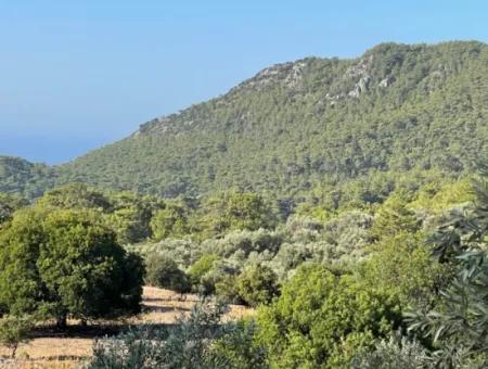 2620M2 Land Field For Sale With Sea View Of Çandir