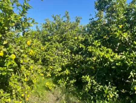 10,000M2 Lemon Garden For Sale In Karadons