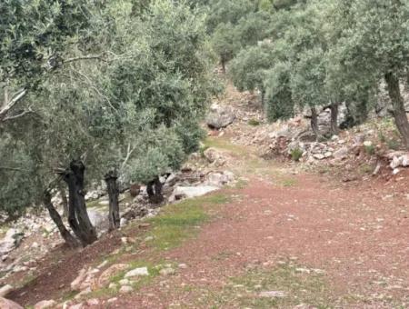 Olive House With Sea View In Ekincik Is For Sale