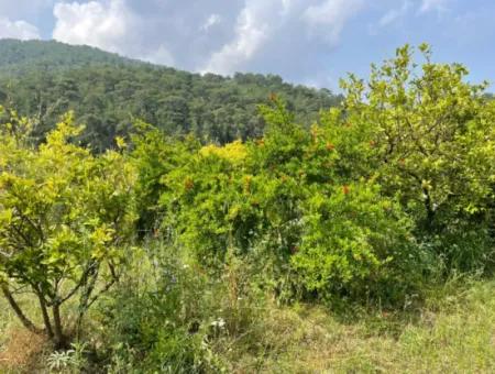 7800M2 Land For Sale At The Beginning Of Iztuzu Beach Road In Gökbel