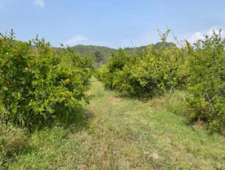 7800M2 Land For Sale At The Beginning Of Iztuzu Beach Road In Gökbel