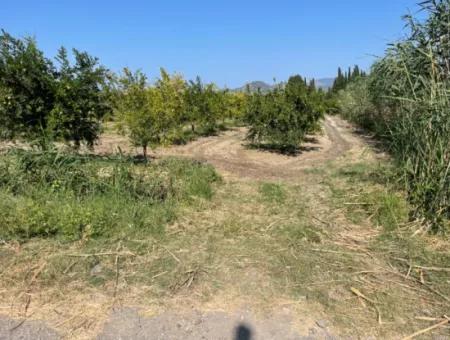 10,000M2 Pomegranate Garden For Sale In Dalyan Arıkbaşı And Gerendüzün