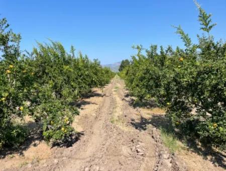 10,000M2 Pomegranate Garden For Sale In Dalyan Arıkbaşı And Gerendüzün