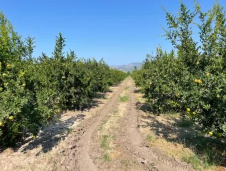 10,000M2 Pomegranate Garden For Sale In Dalyan Arıkbaşı And Gerendüzün