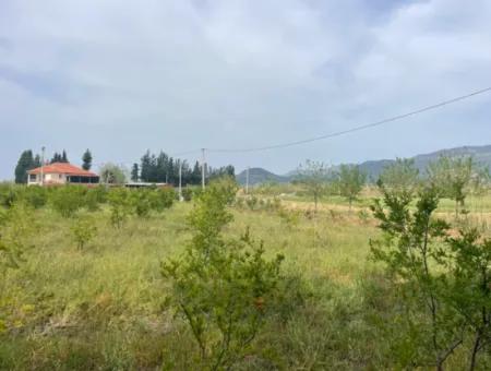 Field For Sale 6500M2 In Dalyan