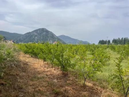 Field For Sale 6500M2 In Dalyan