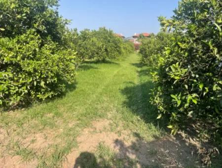 Land For Sale In Gulpinar, Dalyan 722M2