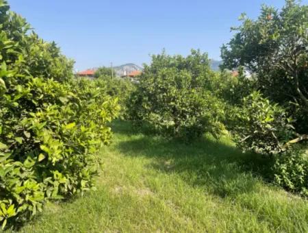 Land For Sale In Gulpinar, Dalyan 722M2