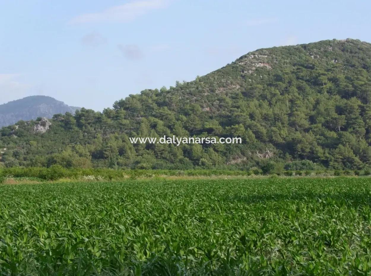 Dalyan Satılık Tarla Dalyan Merkeze Yakın 14,612M2 Satılık Tarla