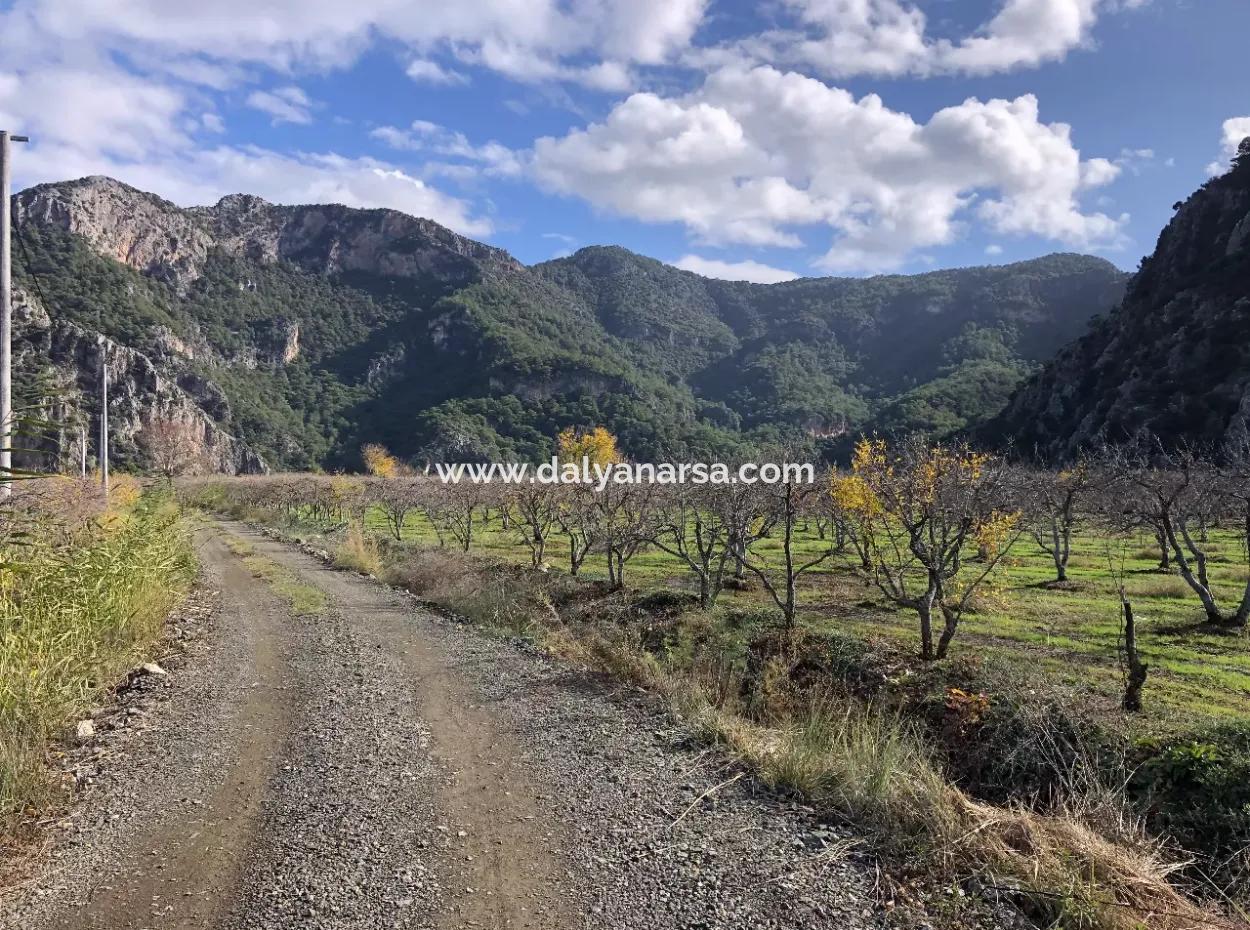 Dalyan Satılık Arazi İztuzu Yollu Üzerinde 24,000M2 Satılık Nar Bahçesi