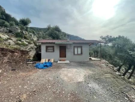 Ekincikde Deniz Manzaralı Zeytin Evi Satılıktır