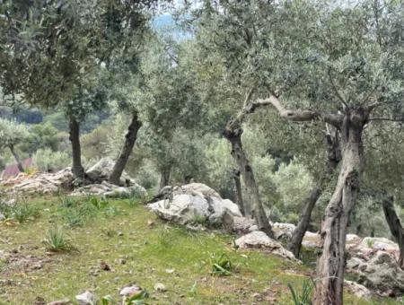 Ekincikde Deniz Manzaralı Zeytin Evi Satılıktır