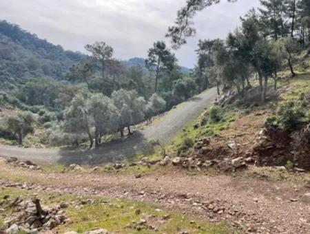 Ekincikde Deniz Manzaralı Zeytin Evi Satılıktır