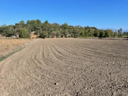 Eskiköyde Dalyan Yakın 6254M2 Satılık Tarla