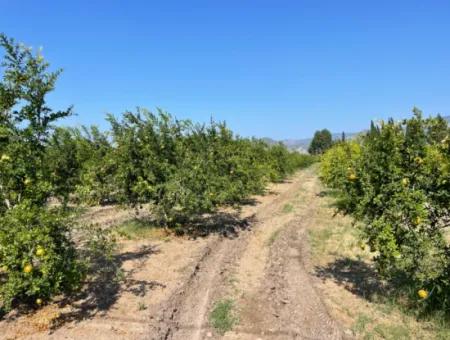 Dalyan Arıkbaşı Ve Gerendüzün'de 10,000M2 Satılık Nar Bahçesi