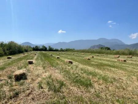 Dalyan'da İztuzu Yoluna Sıfır 6,500M2 Satılık Tarla